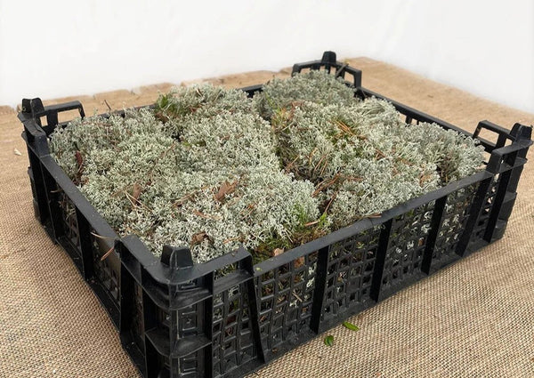 Sprouts of Bristol Half Tray Silver Moss Lichen (living)