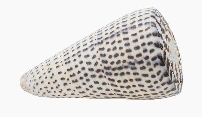 Quay Traders Leopardus Cone Shell Decoration