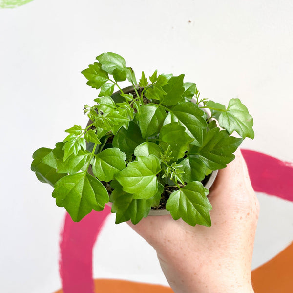 sprouts-of-bristol-china-doll-plant-radermachera-sinica