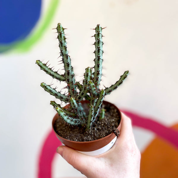 Sprouts of Bristol Euphorbia Aeruginosa