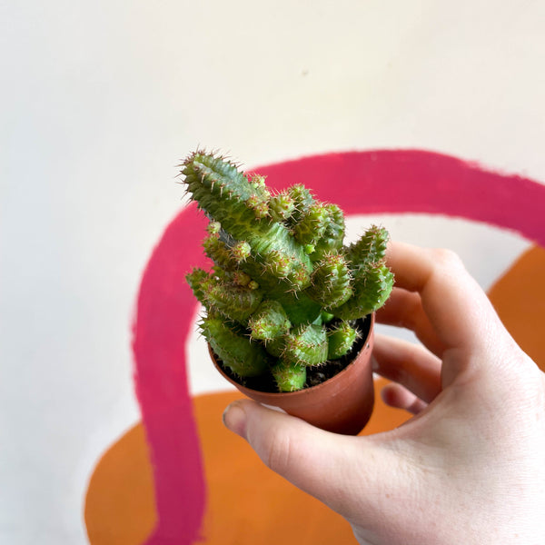 Sprouts of Bristol African Palm Tree - Euphorbia Loricata