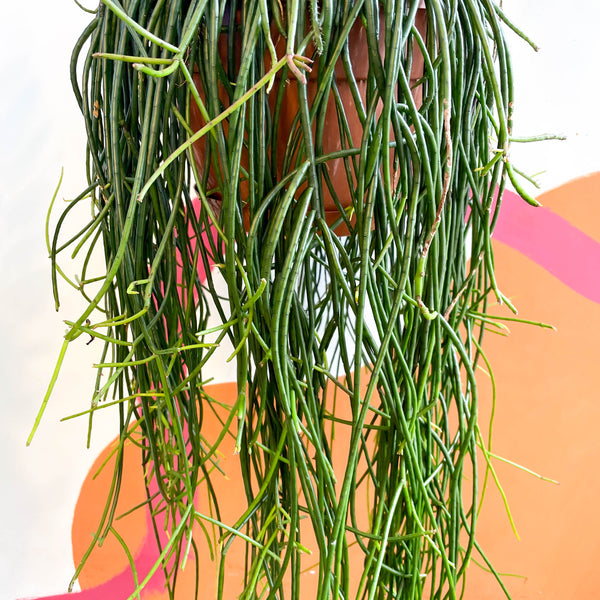 Sprouts of Bristol Forest Cactus - Rhipsalis Floccosa
