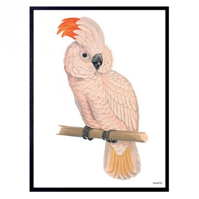 Vanilla Fly Pink Parrot Print