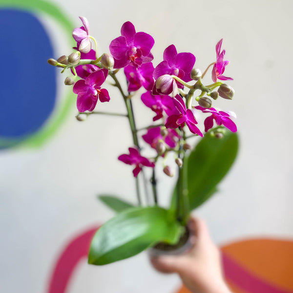 Sprouts of Bristol Purple Pink Moth Orchid - Phalaenopsis
