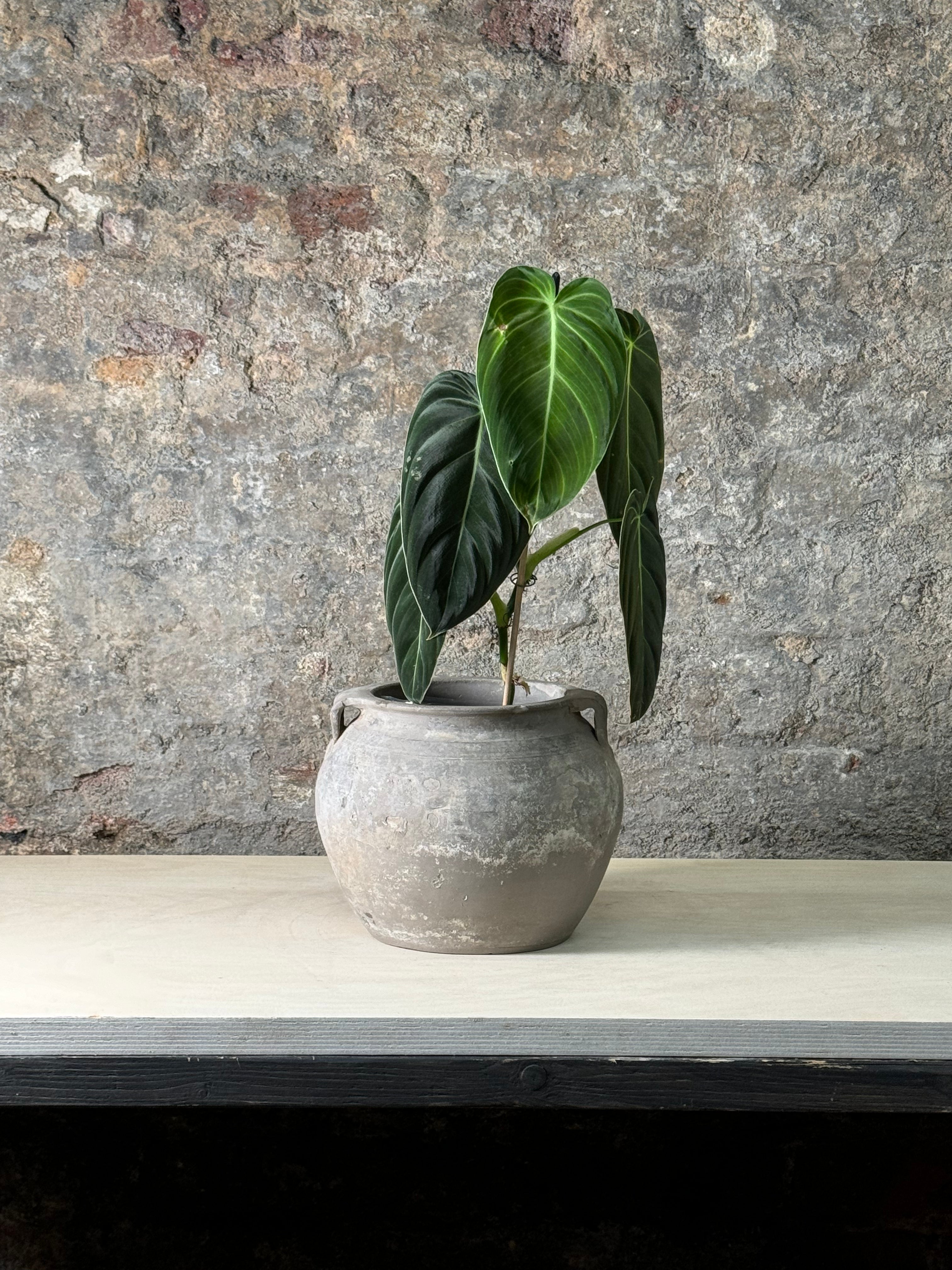 Botanical Boys Vintage Pot With Ears Planted With Philodendron Velvet Fr24