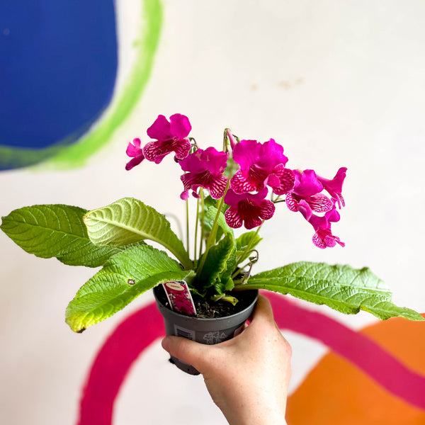 Sprouts of Bristol Streptocarpus Ionantha 'sheena' - Welsh Grown