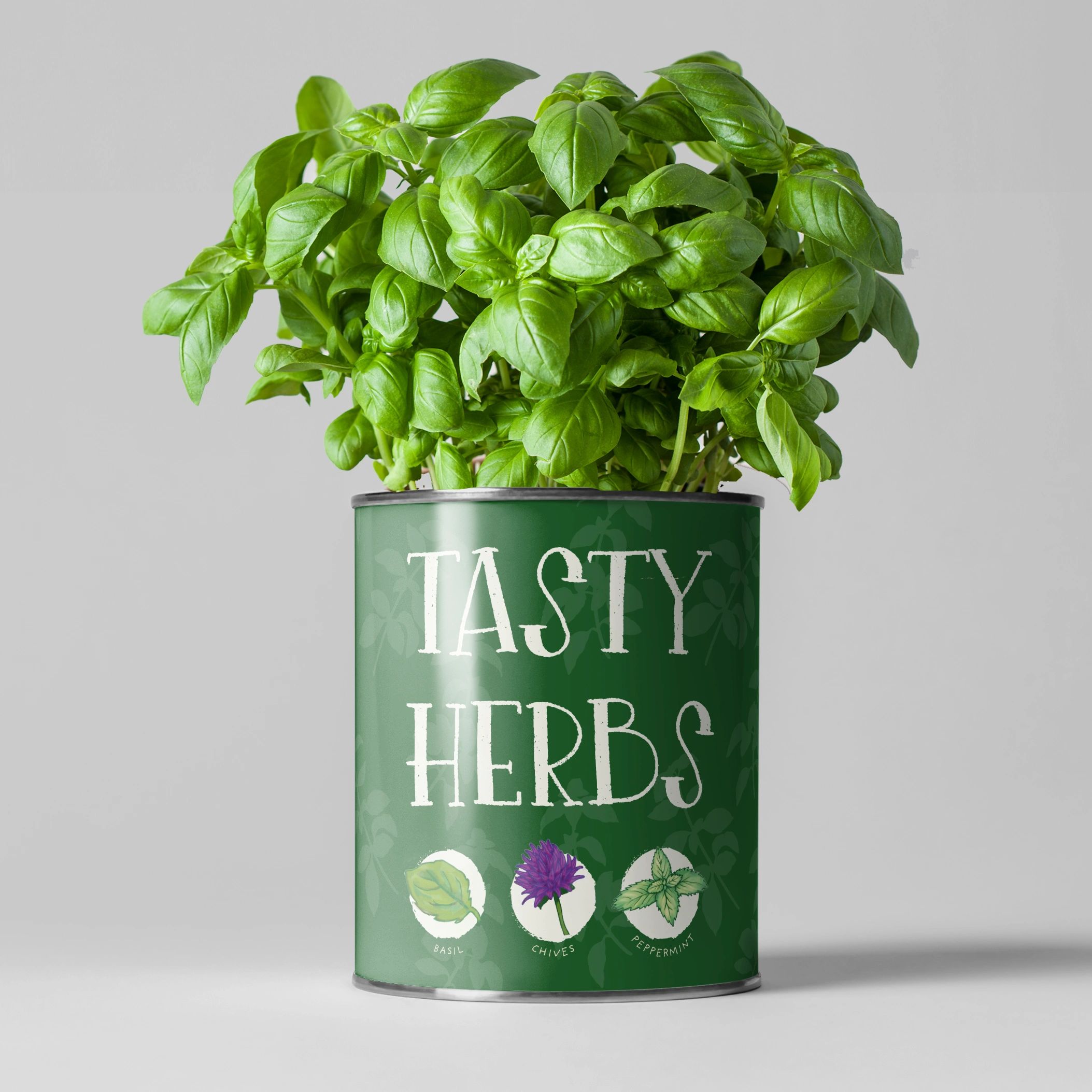 THE PLANT GIFT COMPANY Tasty Herbs Eco Grow Your Own Herbs Gardening Kit