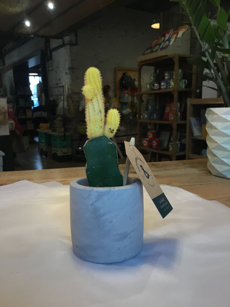 Concrete & Cacti 8cm Round + Plant