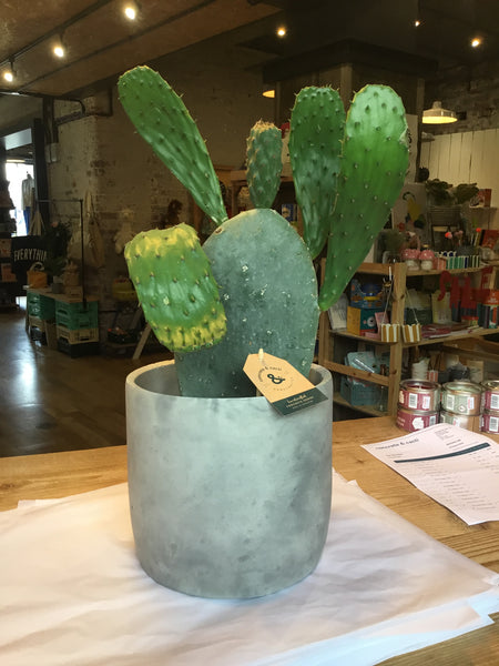 Concrete & Cacti 23cm Round + Plant