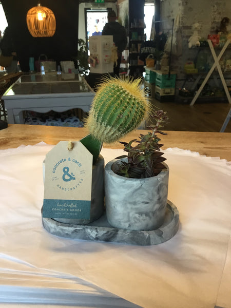 Concrete & Cacti Plant Tray Set