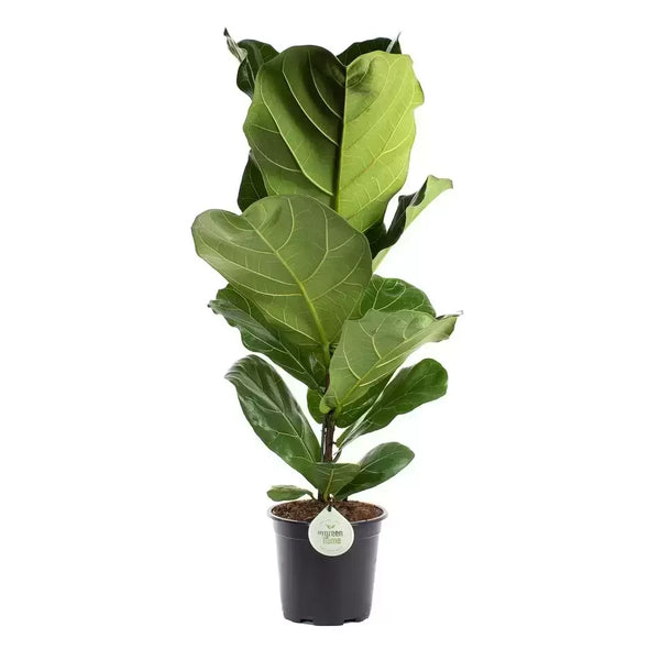 Van der Plas Flowers & Plants LTD Ficus Lyrata