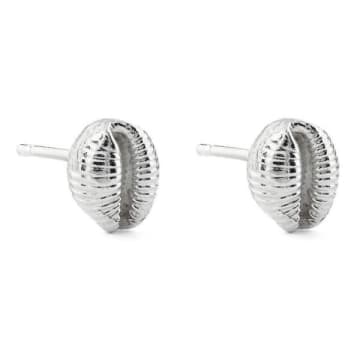 Alison Moore Mini Cowrie Shell Studs