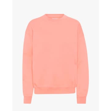 Colorful Standard Organic Oversized Crew In Pink