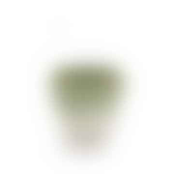11,5 cm di stekels verde e bianco pentola