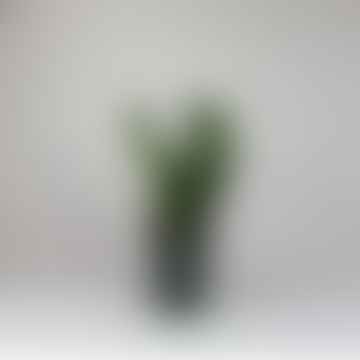 Mittlere Topf-Zz-Pflanze im dunkelgrünen Topf
