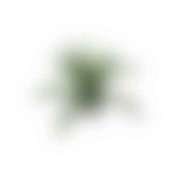 Imitación de helecho pteris verde en maceta gris