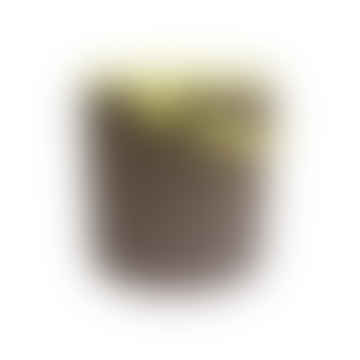 Omnioutil secchio portaoggetti e coperchio piccolo marrone salvia verde