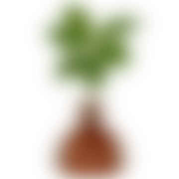 Avocado Vase - Russet Brown