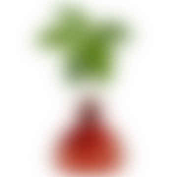 Avocado Vase - Scarlet Red