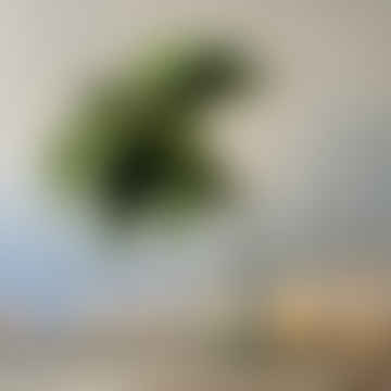 Plettro XL - Grande Poinsettia Verde Stelo, 68cm