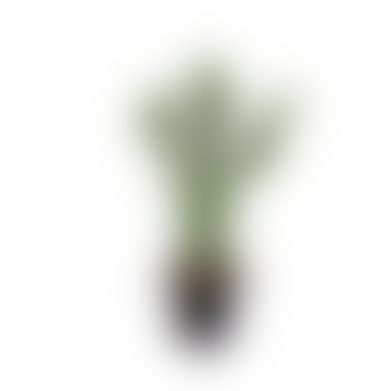 Kaktus von Kunst mit flachem Blatt im Topf