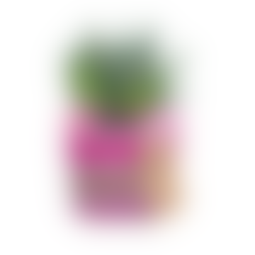 Copertura in pentola per pianta intrecciata in neyron rosa, pompadour e perla - piccolo