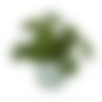 Vibra verde de sorbete de 7 cm Planta en planta en plástico reciclado