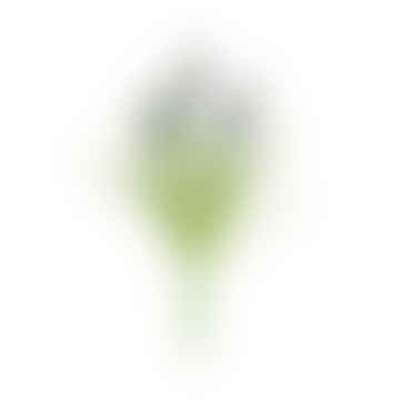 Cespuglio di giacinto d'uva X 5 -60 cm
