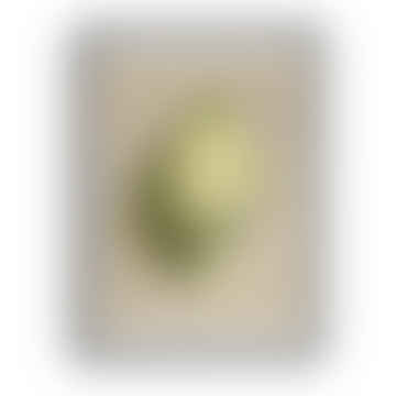 Fogli decorativi "lumache naturali" - 70x50 cm / design h