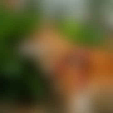 Harnais de chien orange inca