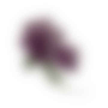 Inmersión - Puronia púrpura