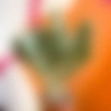 Pere di puntura - Pianta di Opuntia vulgaris