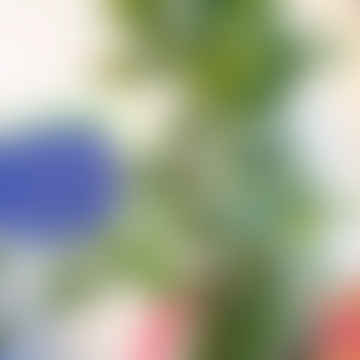 Pianta di ombrello variegato - Schefflera arboricola