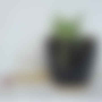 6 cm schwarz & cremefarbener Keramikpflanztopf