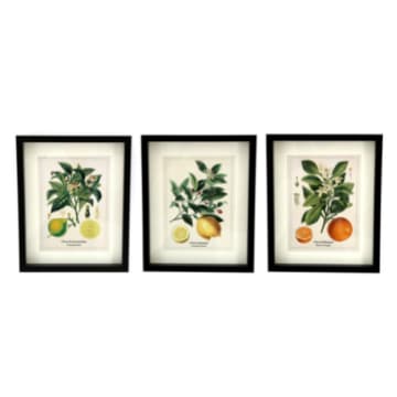 Impression artistique encadrée d'agrumes botaniques: orange, citron ou chaux