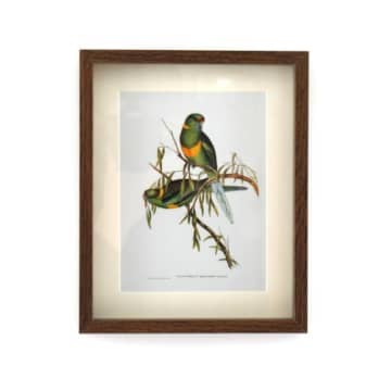 Birds of Paradise Framed Art Print: C
