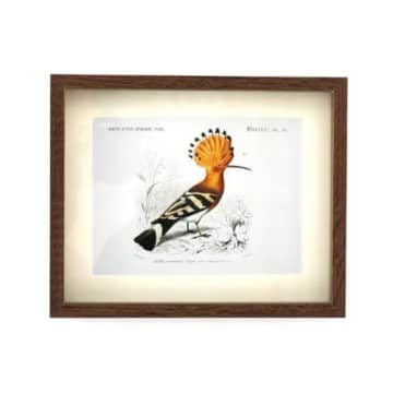 Birds of Paradise Framed Art Print: D