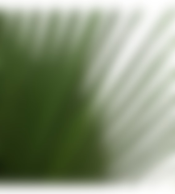 Joca Home Concept Preserved Palm Leaf Washington 40-60cm  