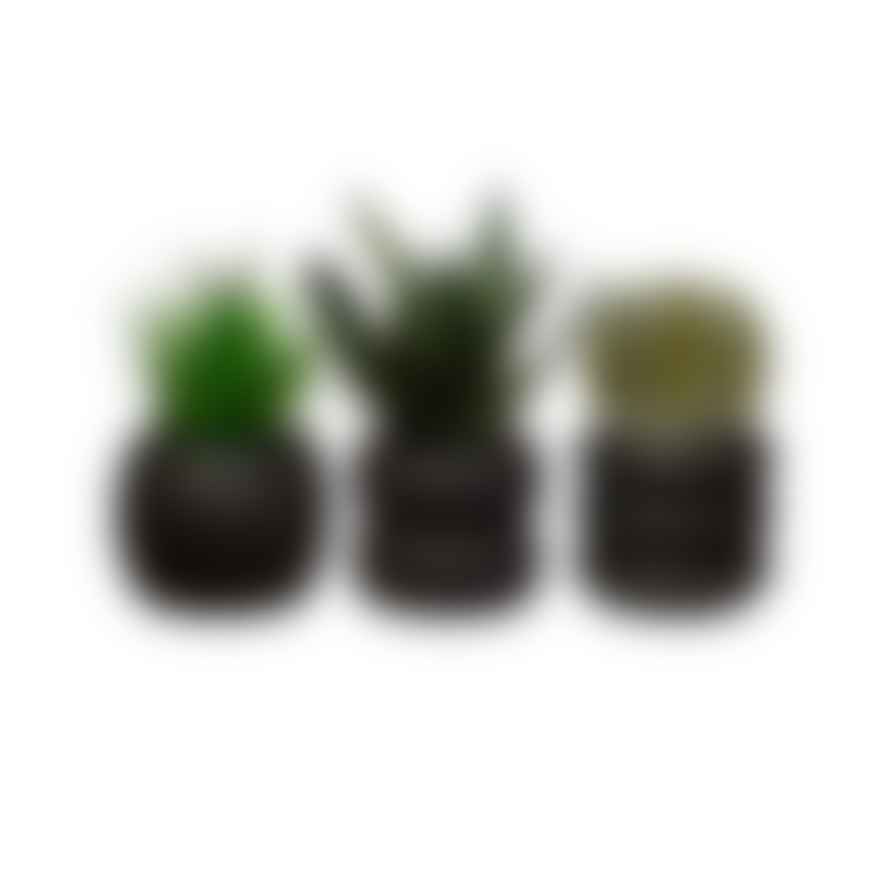 Sass & Belle  Totem Black Cement Planters Assorted - sold individually