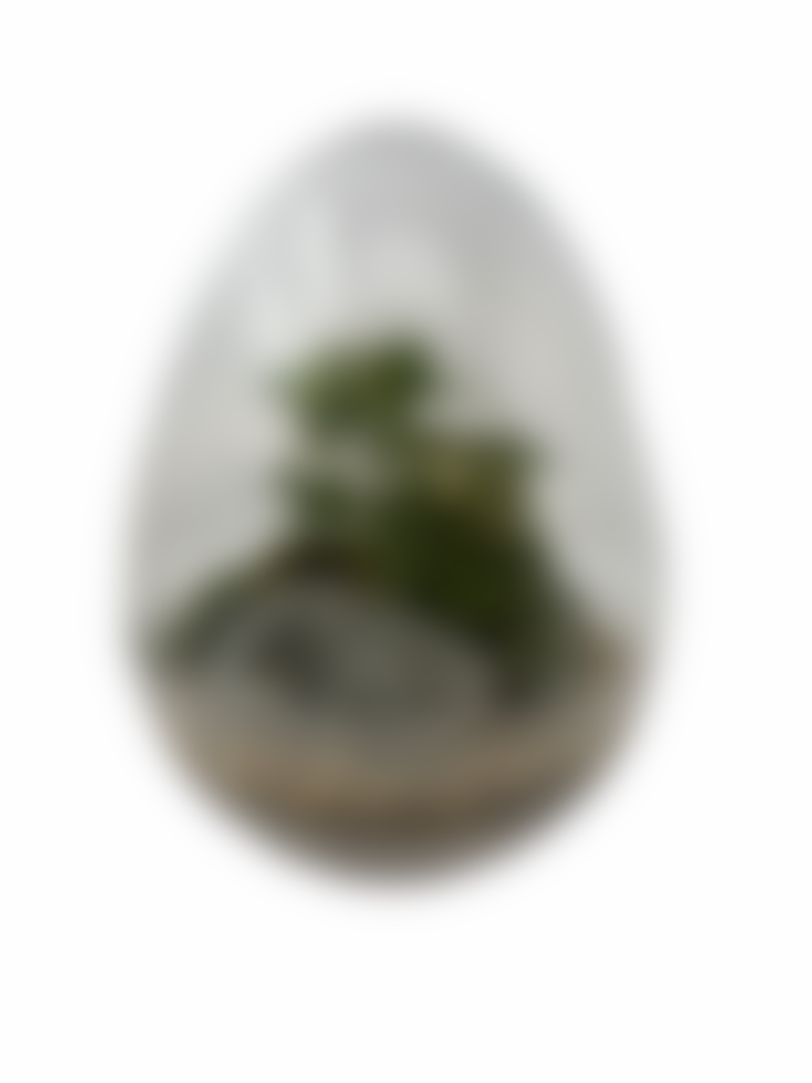 botanicalboysuk 28 cm Ferny Forest Glass Egg Terrarium 