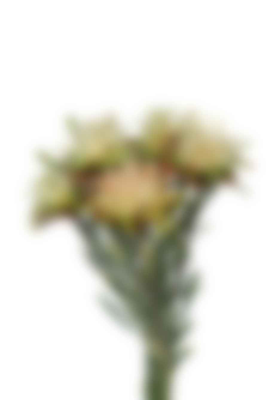 Cuemars Dried Flowers - Dried Plumosum Female Preserved Green Bunch
