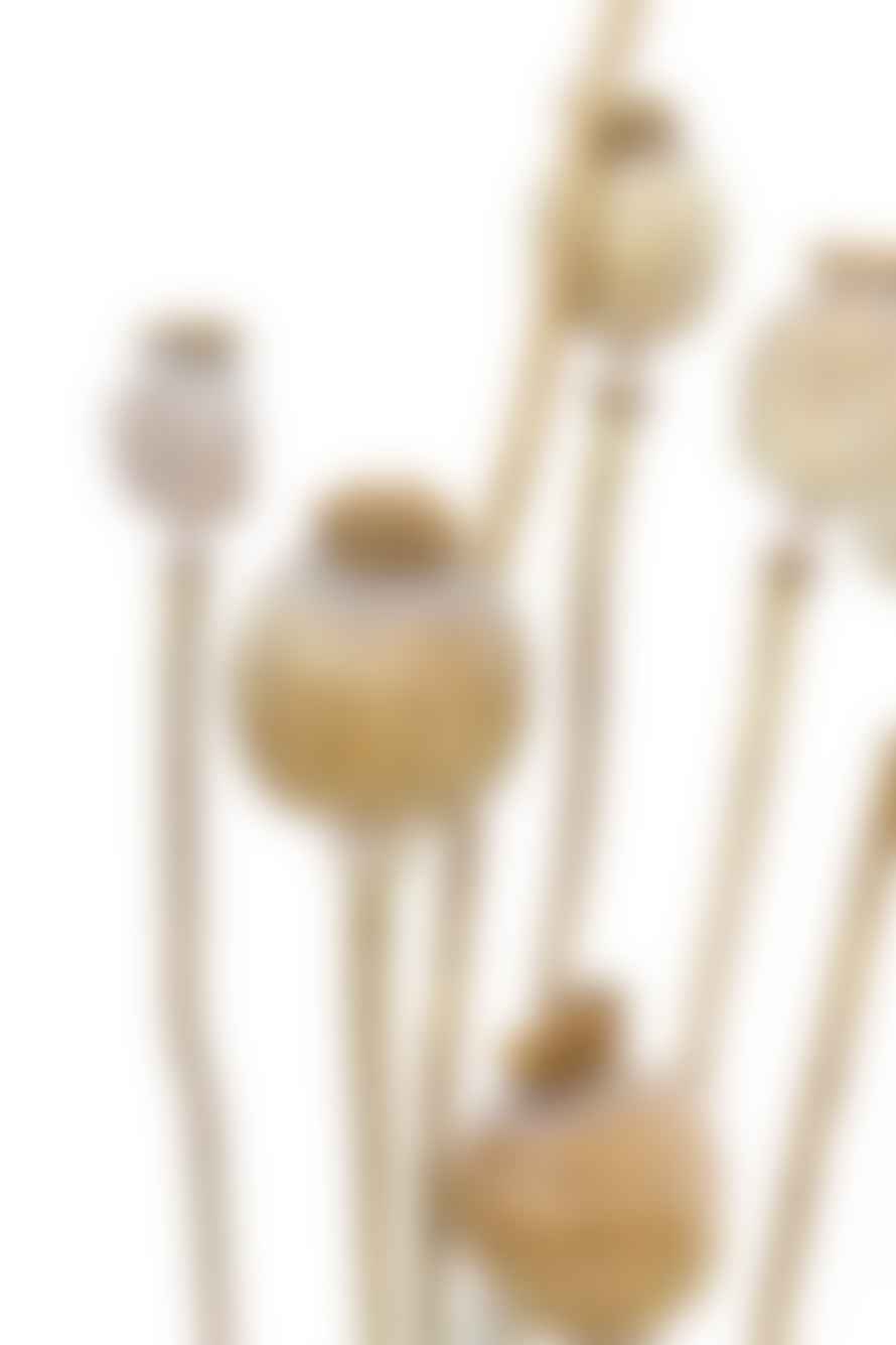 Cuemars Dried Flowers - Dried Poppy Seed Stems
