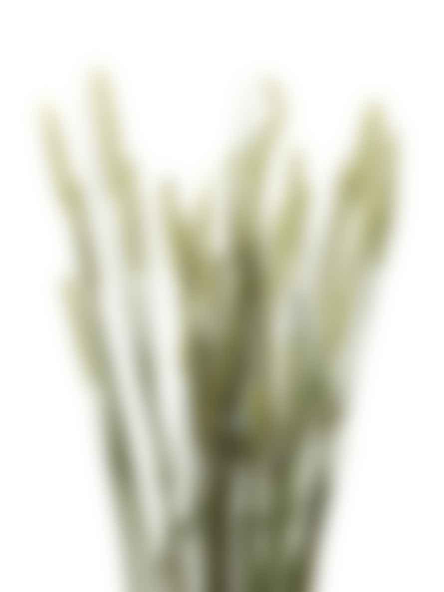 Cuemars Dried Flowers - Dried Triticum Wheat Ecru Bunch