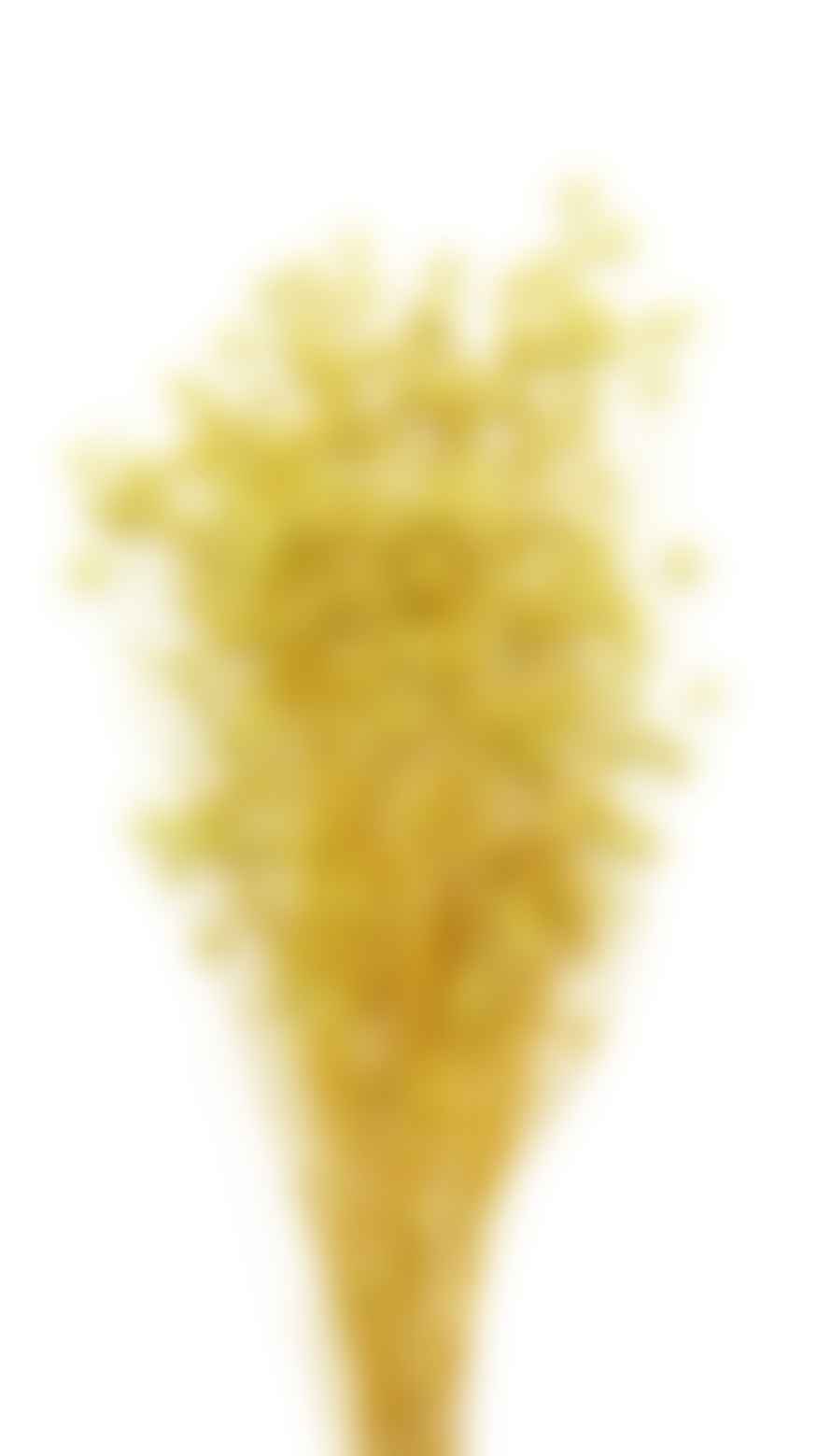 Cuemars Dried Flowers - Dried Linum Flax Yellow