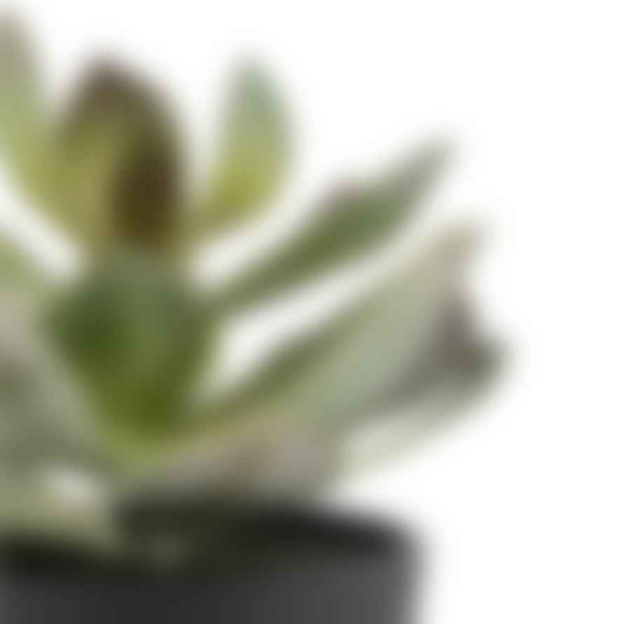 Grand Illusions Succulent Plant in Pot