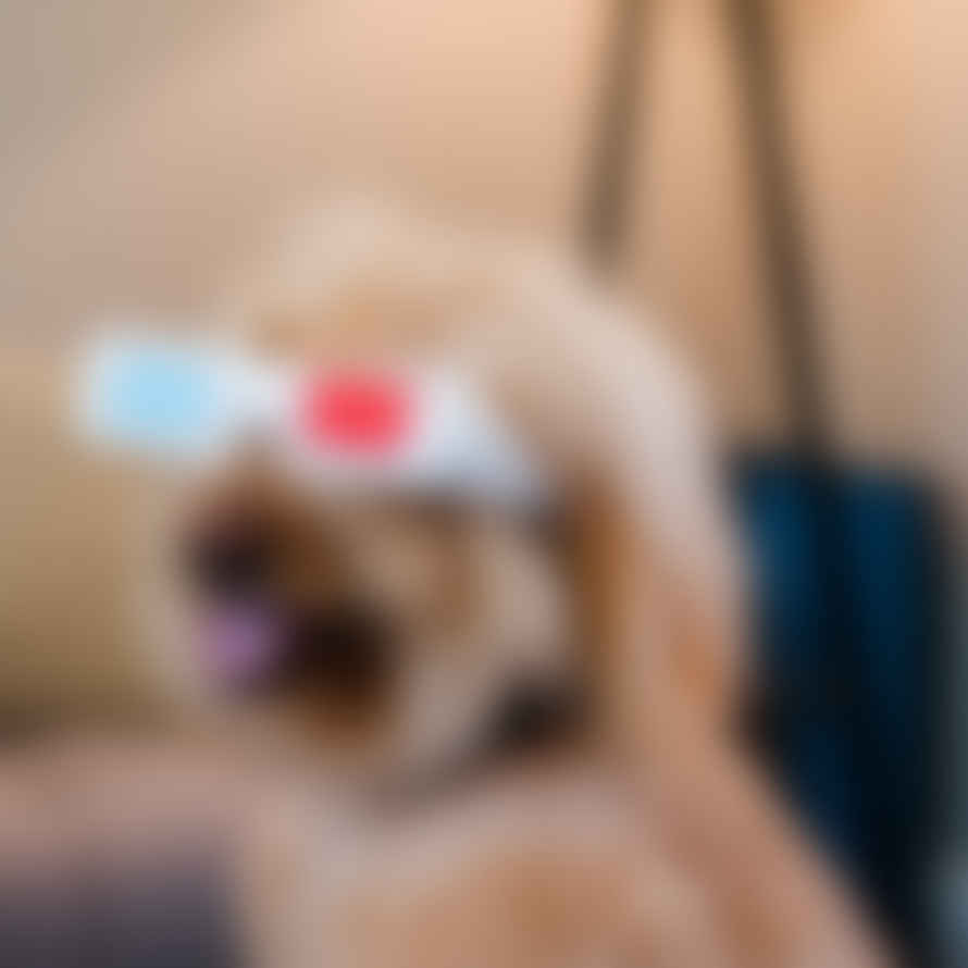 'Hollywoof D3-Dog Glasses' Dog Toy