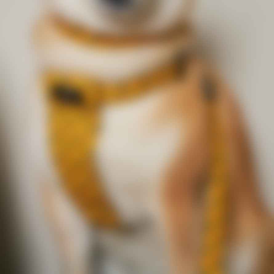 Hiro + Wolf Fireworks Vegan Dog Collar