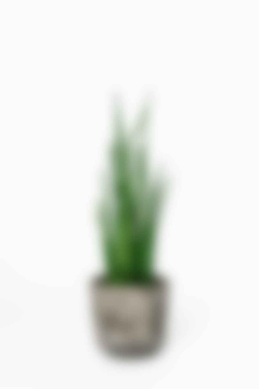 Forest Sansevieria Mikado House Plant