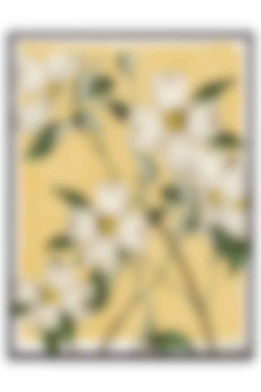 Vanilla Fly Alba White Flower Poster