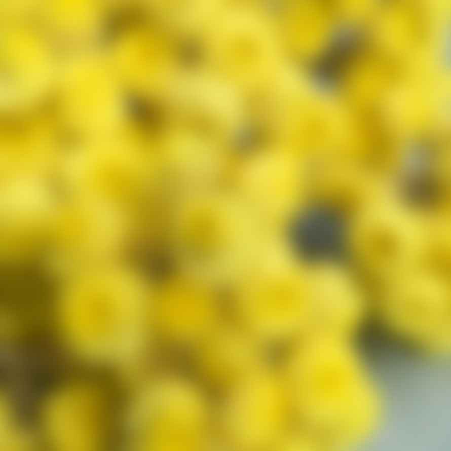 Pompon Bazar Bright Yellow Immortals of the Var Bunch